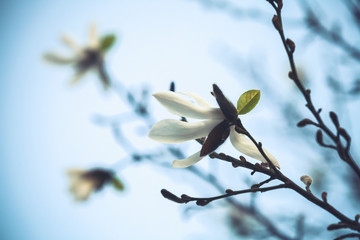 White flowers of magnolia tree over bright blue