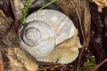 Roman snail