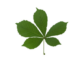 Chestnut leaf. Green leaf chestnut on white background. 