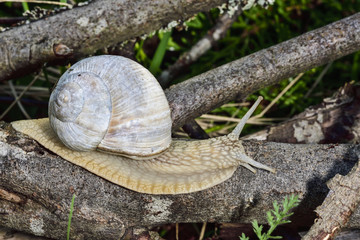 Roman snail
