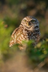 Burrowing owl (Athene cunicularia) is looking into your eyes.