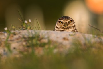 Burrowing owl (Athene cunicularia) is looking into your eyes.