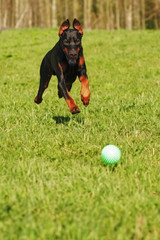 Doberman dog playing with a ball