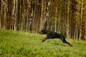 Black Doberman runs gallop on the hill