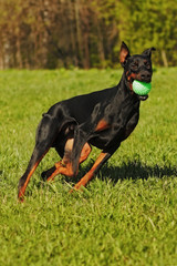 black Doberman dog on a summer day playing ball