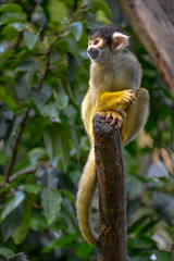 Naklejka na ściany i meble Common Squirrel Monkey (Saimiri sciureus)