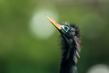 Anhinga (Anhinga anhinga). One of the most common birds in Florida.