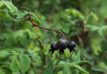Last year's berry over green leaves