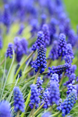 grape hyacinth flowers