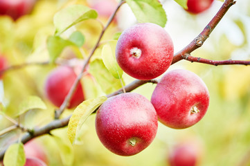 apples fruits in orchard