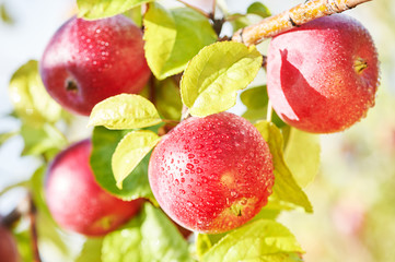 apples fruits in orchard