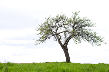 Lonely tree