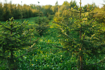 Many young spruces growing in the forest park. The concept of forest conservation.
