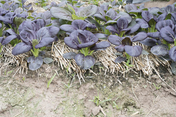 purple mustard in garden