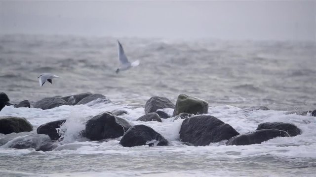 M&ouml;wen im Sturm an der Kieler Ostsee