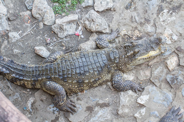 crocodile on the floor
