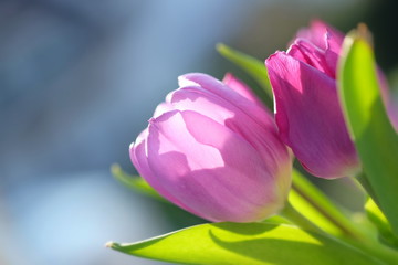Zarte Tulpenblüte im Streiflicht