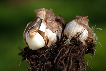 Blumenzwiebel - Osterglocke
