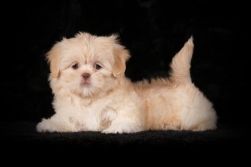 Chiot Shih-Tzu crème en studio