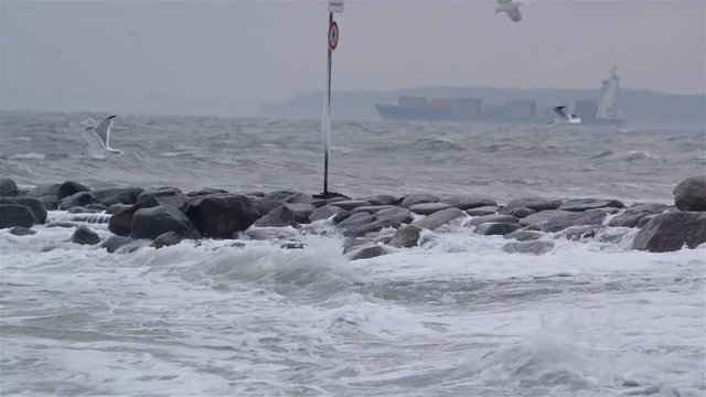 M&ouml;wen an der Ostsee im Sturm bei starkem wind