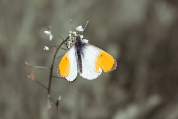 butterfly Anthocharis