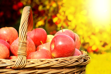 Detail of wicker basket full of red apples at sunset