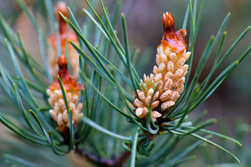 blossom pine