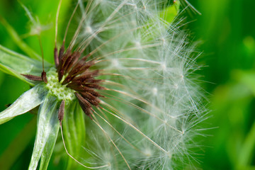dandelion flying seed