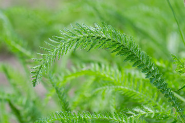 Yarrow, Achillea millefolium green leaves