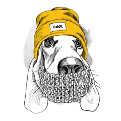 Wall murals Teenage room Portrait of Basset Hound dog in a Hipster hat and with scarf. Vector illustration.