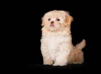 Chiot Shih-Tzu crème en studio