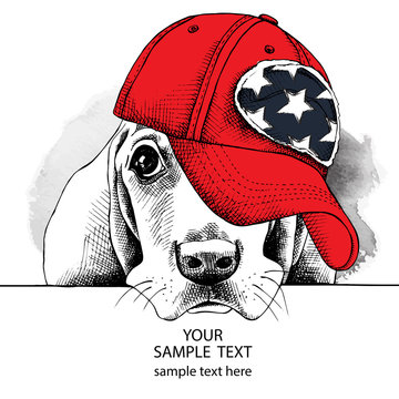 The image Portrait of dog Basset Hound in the cap. Vector illustration.