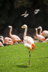 Group of pink flamingos in its natural environment.