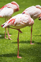 Fototapeta na wymiar Group of pink flamingos in its natural environment.