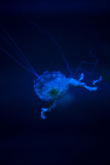 Glowing Blue Jellyfishes.