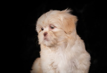 Chiot Shih-Tzu crème en studio