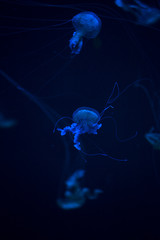 Glowing Blue Jellyfishes.