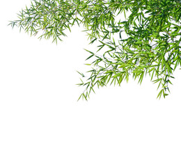 Branches of a bamboo isolated on white background. Selective focus