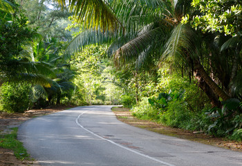 The asphalt road  through tropical  rain forest, Praslin Island; Seychelles