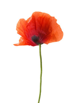 Red poppy isolated on white. studio shot