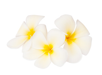 Obraz na płótnie Canvas Three tropical flowers (Plumeria) isolated on white. Focus on the center of the middle of the flower