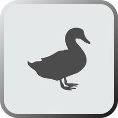 Graphical flat icon, button of duck. Vector.