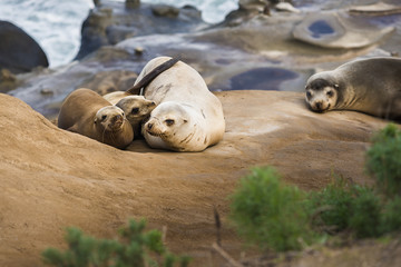Naklejka premium Family of four light, small sea lions cuddling and sleeping in the sun on a rocky beach in San Diego, California with plant foreground in La Jolla cove