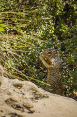 Rock squirrel, which is a large ground squirrel, eating acorns in Zion National Park