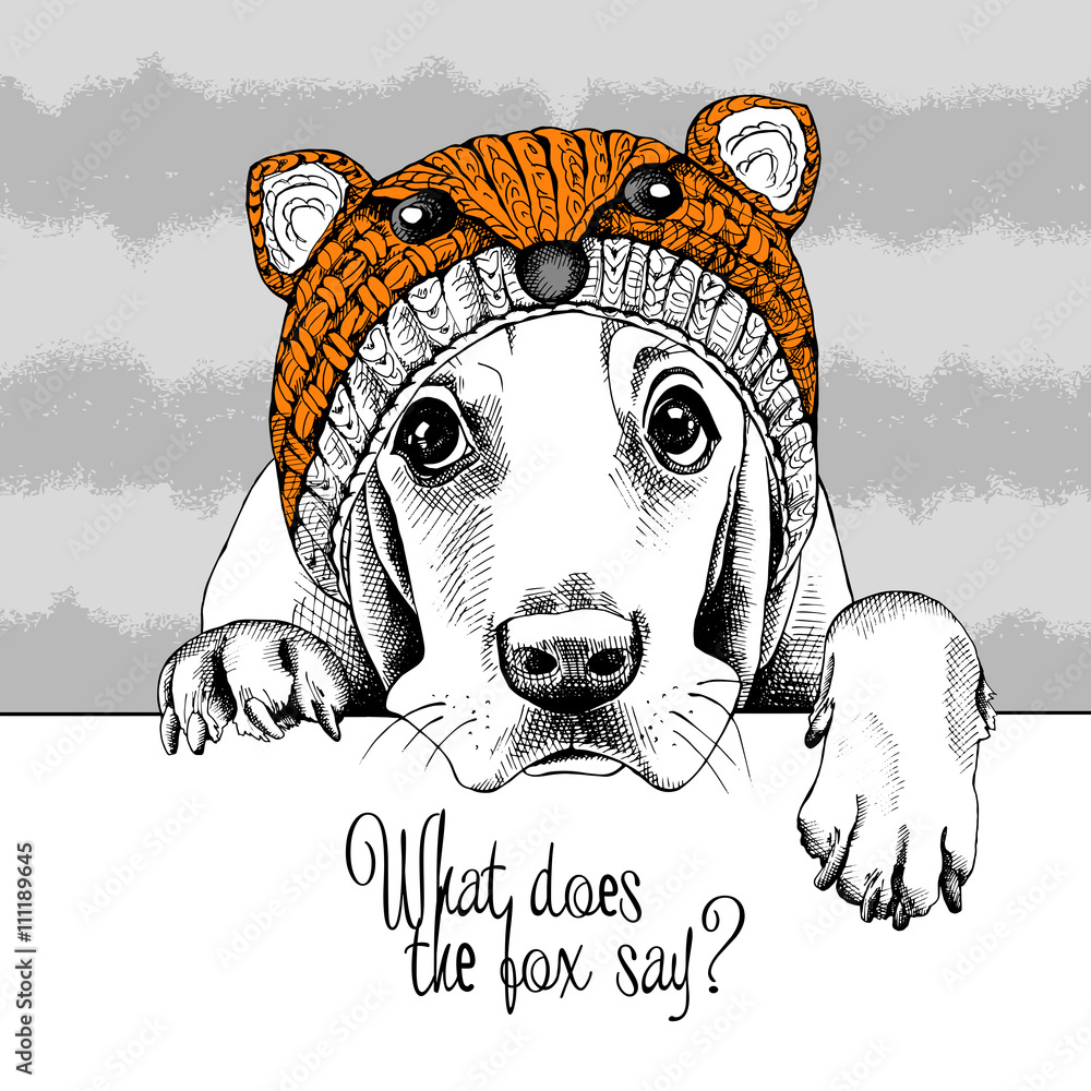 Wall mural basset hound dog in a fox muzzle hat. vector illustration.