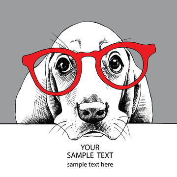 The image Portrait of dog Basset Hound in the glasses. Vector illustration.