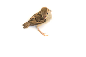 Fototapeta premium Bird Eurasian Tree Sparrow
