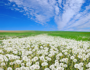 Field of white dandelions