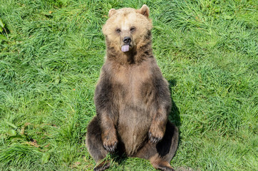 Brown Bear (Ursus arctos) sitting in the grass and showing its tongue