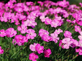 Nelkenblüte